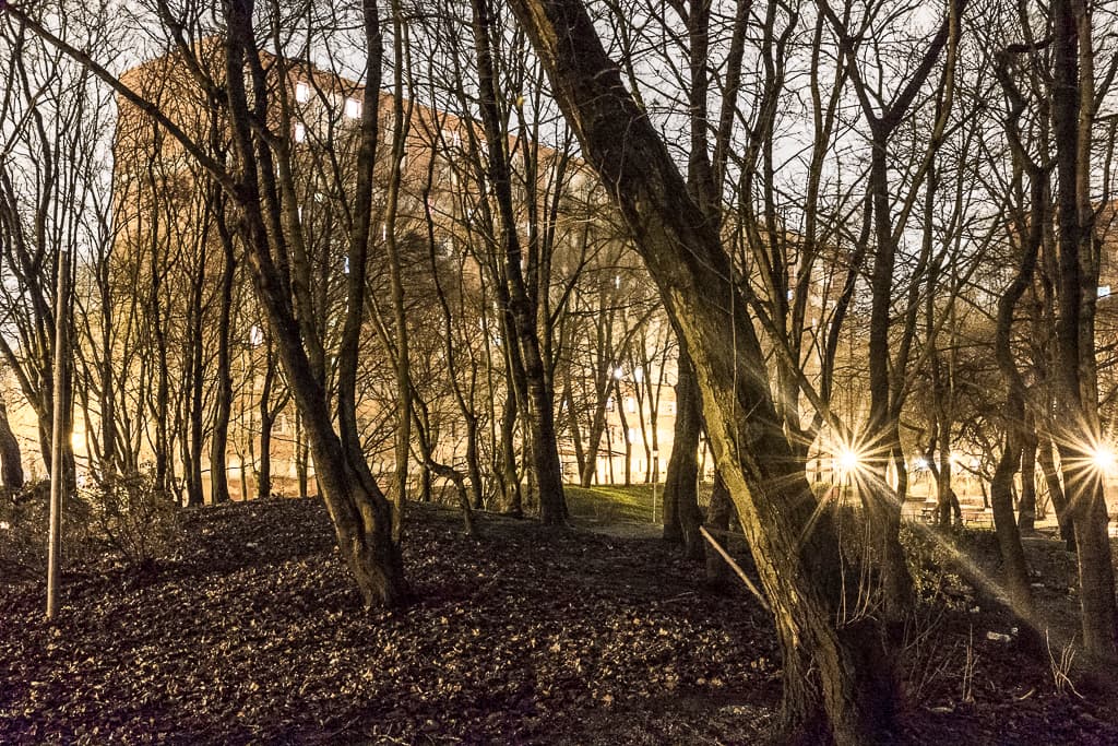 Lumière sous-Bois — photographie 5